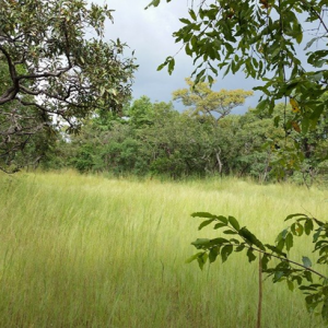 Parc national de Taï - Côte Ivoire