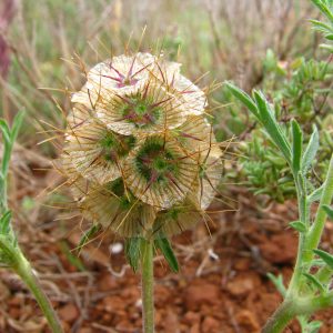 Lomelosia stellata - N.Georges