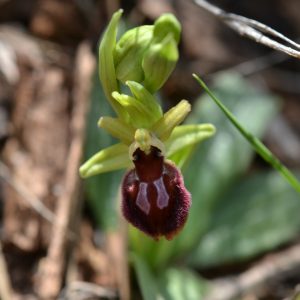Ophrys provincialis - T.Tortosa